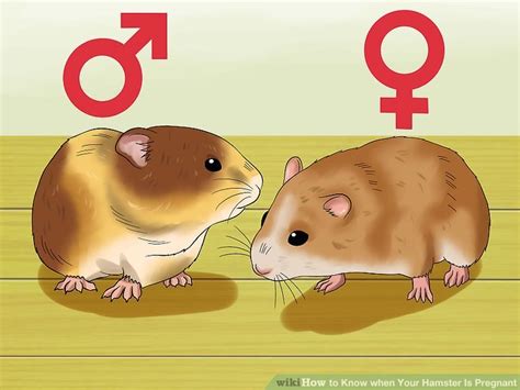 How to Know when Your Hamster Is Pregnant (with Pictures)